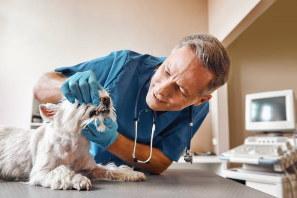 Best Emergency Denture Repair in Collinsville, AL